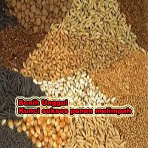benih unggul kunci sukses panen melimpah