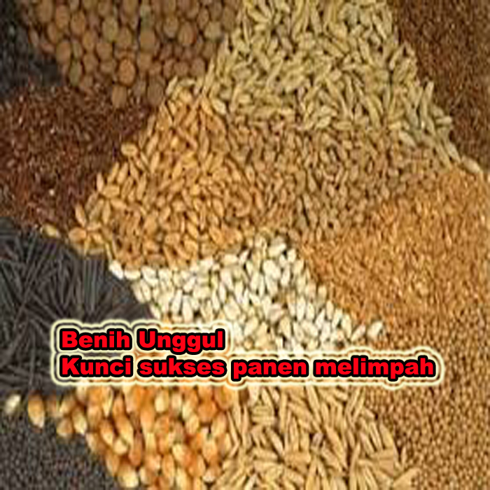 benih unggul kunci sukses panen melimpah