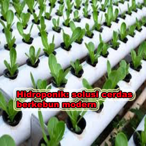 hidroponik modern