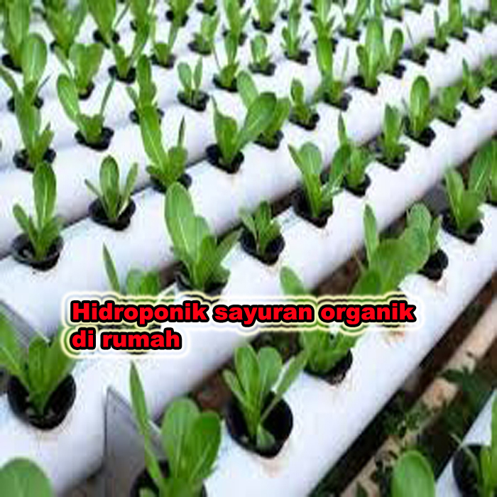 hidroponik sayuran organik