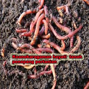 keanekaragaman hayati