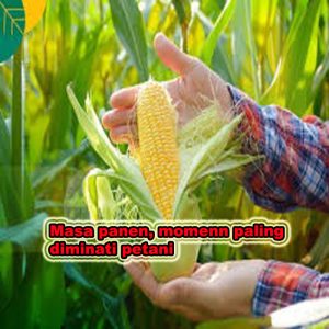 masa panen