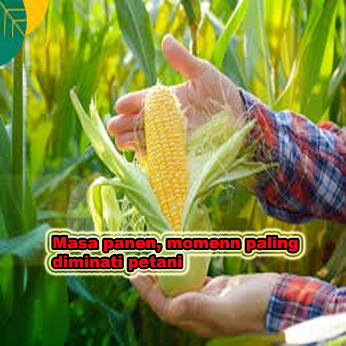 masa panen