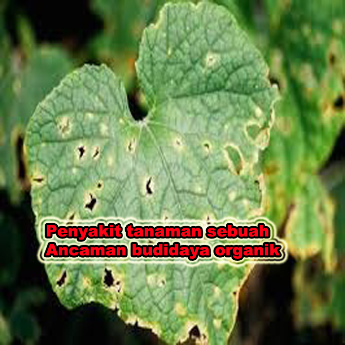 penyakit tanaman organik