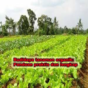 budidaya tanaman organik