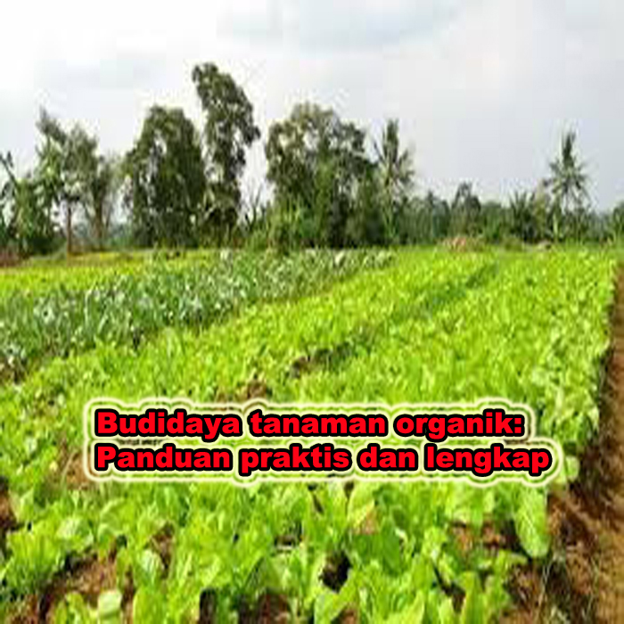 budidaya tanaman organik