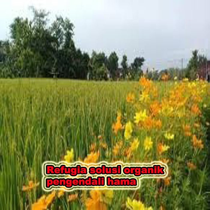 refugia solusi organik pengendali hama