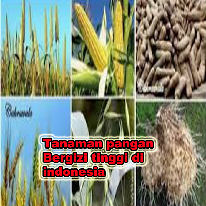 tanaman pangan bergizi