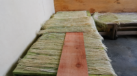 Serat daun nanas yang telah diproses dijemur dan dirapikan di atas meja kerja di industri kecil Morobayat sebagai bahan baku bio fabric Totatex.